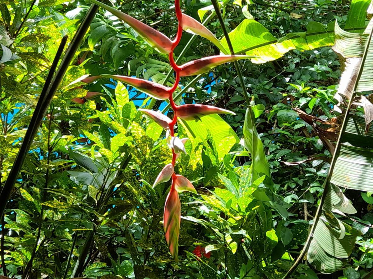 Hôtel Manuel Antonio Park House - Adults Only Extérieur photo